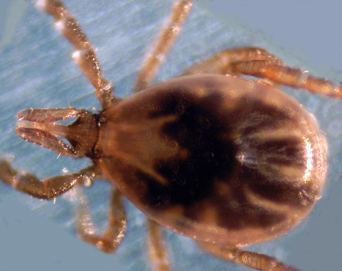 Fotografie macro cu o căpușă, vector al bolii Lyme. (Foto de arhivă: See source / CC BY 2.5, Wikimedia Commons)