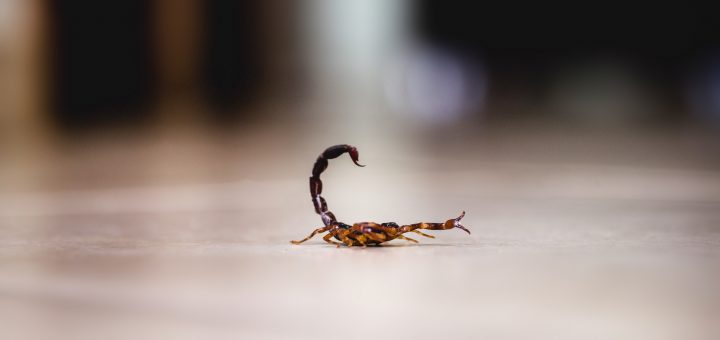 HOTNEWS.RO: Marile orașe de pe un întreg continent, invadate de scorpioni. Rata înțepăturilor a crescut cu 250% în nouă ani