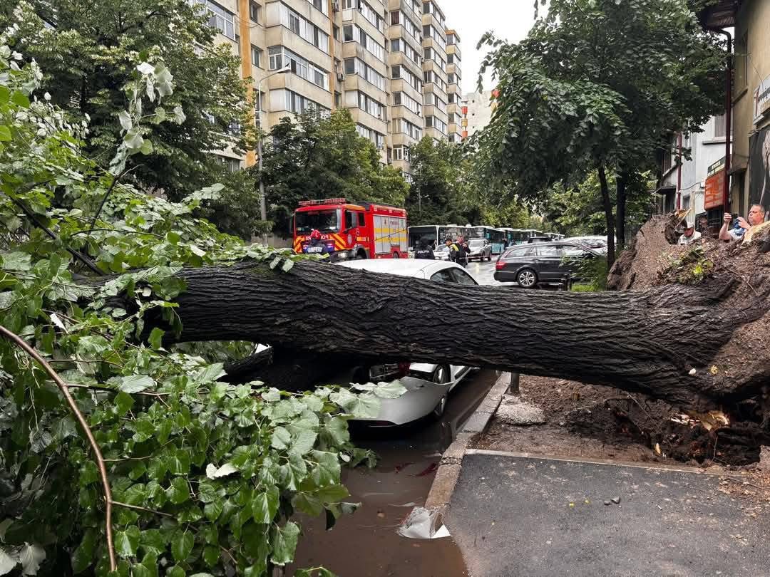 HOTNEWS.RO: Primarul Sectorului 2 critică Primăria Generală, după căderea unui copac pe o mașină în București: „Mă revoltă!”
