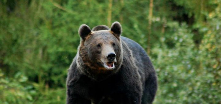 HOTNEWS.RO: Un cioban a fost atacat de urs în Vâlcea. Autoritățile caută în continuare animalul