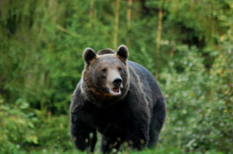 HOTNEWS.RO: Un cioban a fost atacat de urs în Vâlcea. Autoritățile caută în continuare animalul