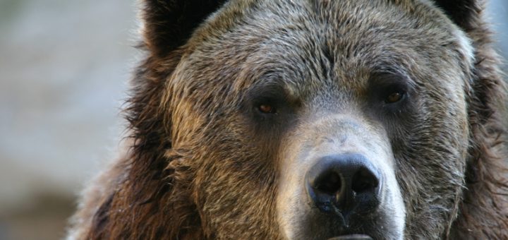 HOTNEWS.RO: Mesaj RO-Alert după ce a fost semnalată prezența unui urs în curtea unei școli din Alba