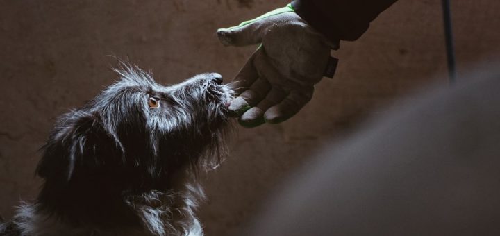 HOTNEWS.RO: Weekend trending în București, 14-15 martie: box feminin la teatru, campionatul național de kendama, hip-hop în bandă desenată și târg dedicat animalelor de companie