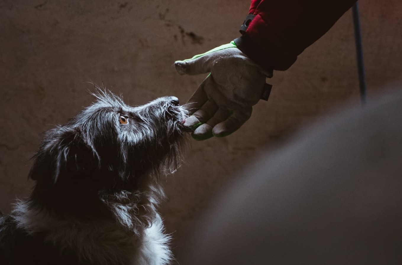 HOTNEWS.RO: Weekend trending în București, 14-15 martie: box feminin la teatru, campionatul național de kendama, hip-hop în bandă desenată și târg dedicat animalelor de companie