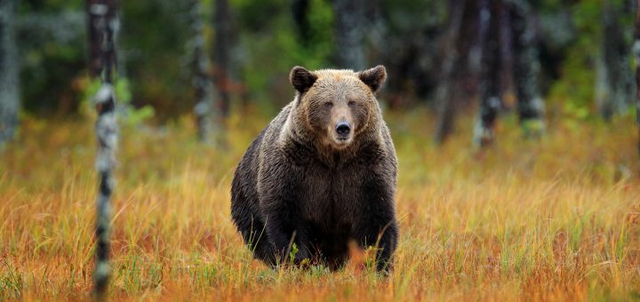 HOTNEWS.RO: Doi bărbați din Brașov, reținuți pentru că au împușcat un urs cu o armă cu termoviziune. Nu aveau autorizație de vânătoare