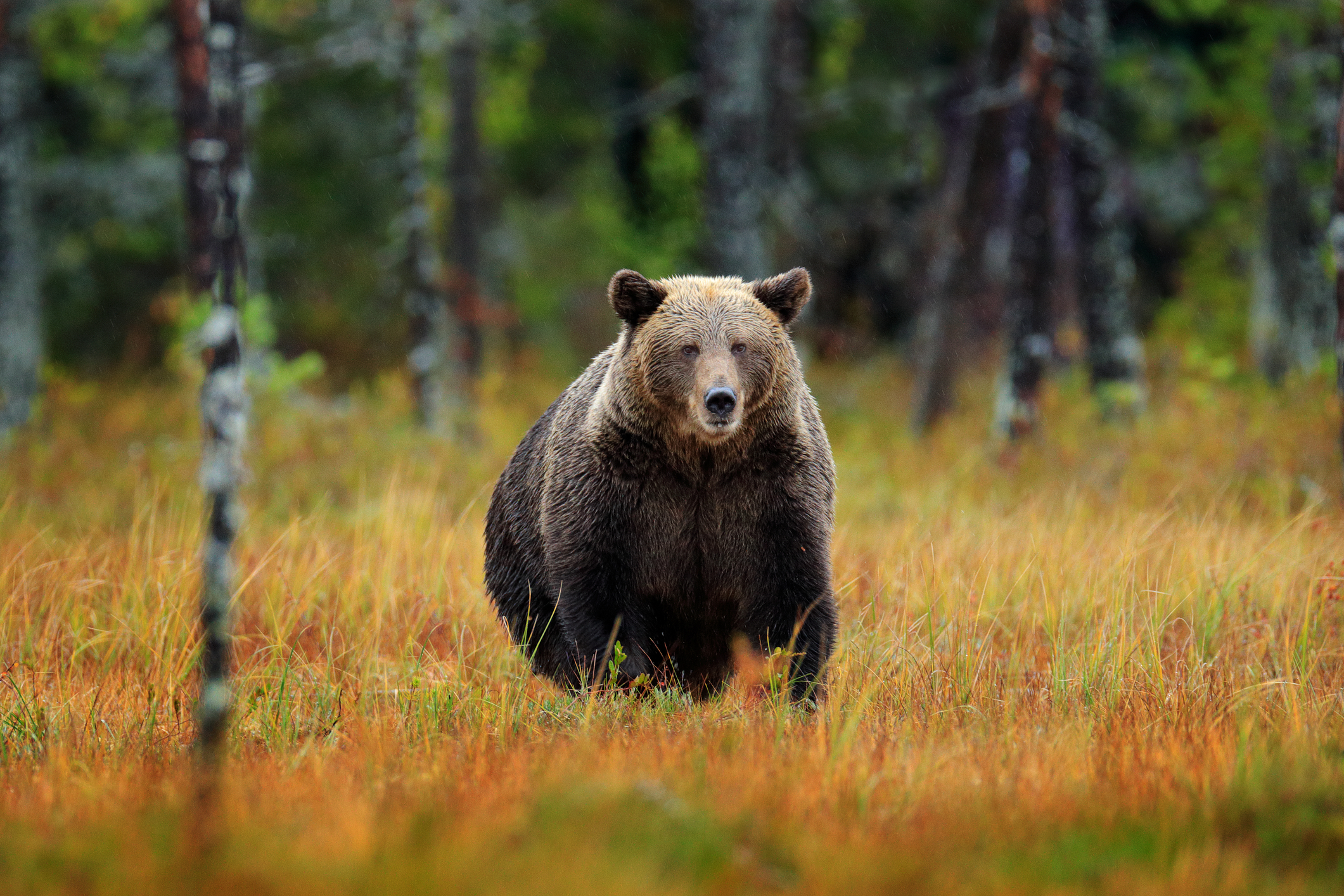 HOTNEWS.RO: Doi bărbați din Brașov, reținuți pentru că au împușcat un urs cu o armă cu termoviziune. Nu aveau autorizație de vânătoare