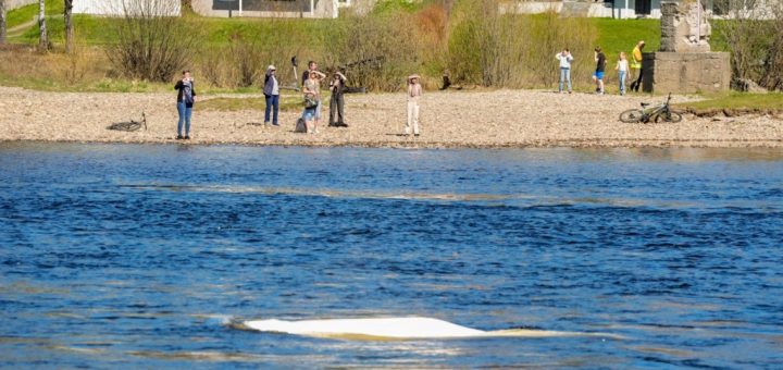 HOTNEWS.RO: FOTO O belugă a intrat pe un râu din sudul Norvegiei. „Nu știm de ce se află aici”, spun experții