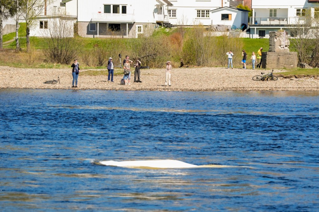 HOTNEWS.RO: FOTO O belugă a intrat pe un râu din sudul Norvegiei. „Nu știm de ce se află aici”, spun experții